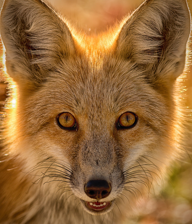 Bailey Bearson Adventures: The Fluffiest Tail by Steve Cochrane