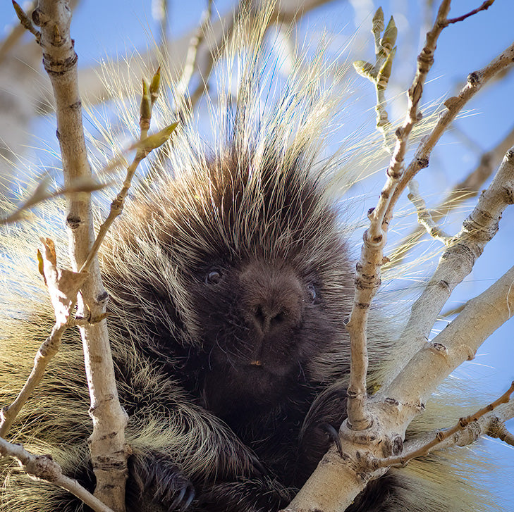 Bailey Bearson and the Prickly Picture